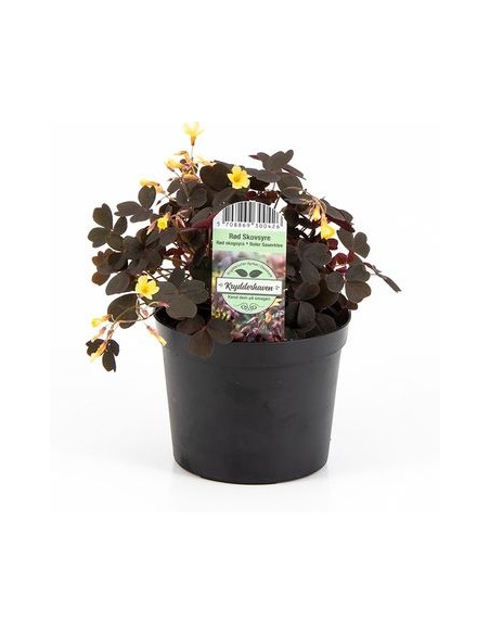 1 Planta Oxalis spiralis rojo con flor amarilla de la buena suerte (Amantes de los tréboles) Naturales