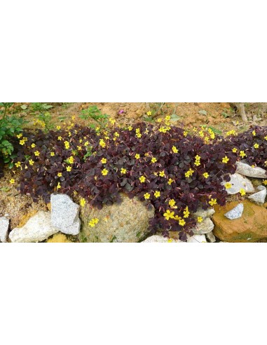 1 Planta Oxalis spiralis rojo con flor amarilla...