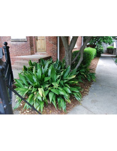 1 Green Aspidistra plant - 2 to 4 leaf plants - Shade and house plants THE KING OF PLANTS