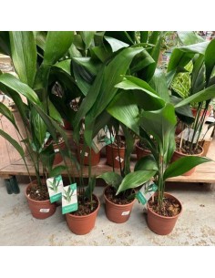 1 Green Aspidistra plant -... 2