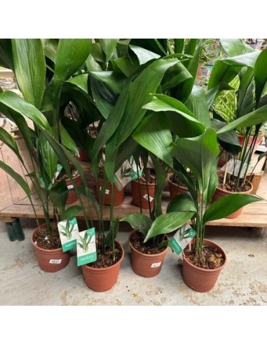 1 Planta de Aspidistra verde - Plantas de 2 a 4...