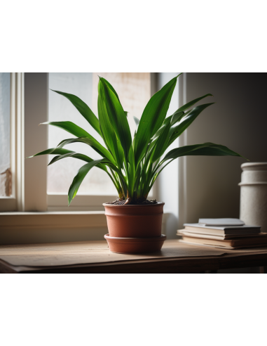 1 Planta de Aspidistra verde - Plantas de 2 a 4...