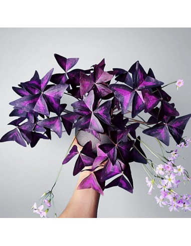 1 Oxalis triangularis plant (Purple clovers) Bat wings plant - Natural clovers for sale