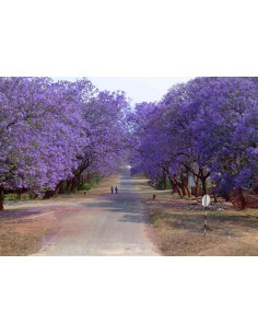 1 Arbol de Jacaranda (Jacaranda mimosifolia) o Tarco - Arbol de flores moradas increible, Vivero en linea Mexicano 2