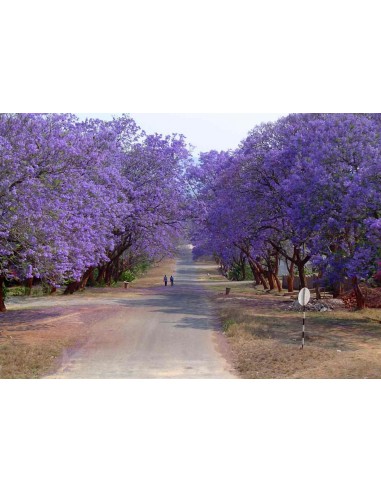 1 Arbol de Jacaranda (Jacaranda mimosifolia) o Tarco - Arbol de flores moradas increible, Vivero en linea Mexicano