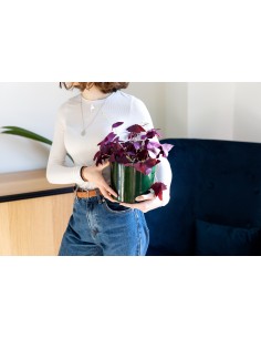 1 Oxalis triangularis plant... 2