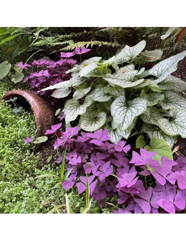1 Planta de Oxalis triangularis (Tréboles...