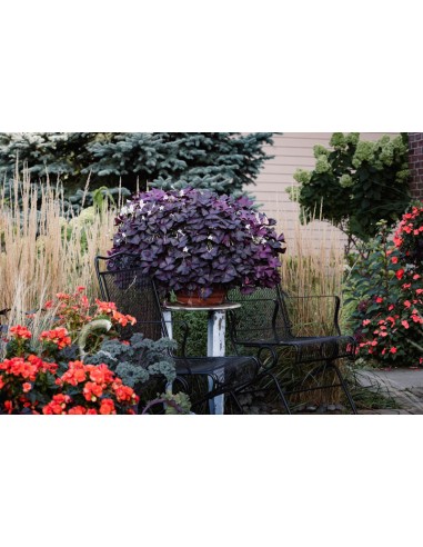 1 Oxalis triangularis plant (Purple clovers)...