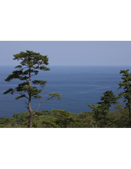 1 Arbolito de Pino negro japones (Pinus thunbergii) Arbolitos para crear bonsais o plantar en jardines elegantes