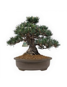 1 Japanese black pine... 2
