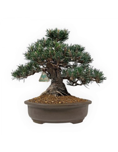 1 Arbolito de Pino negro japones (Pinus...