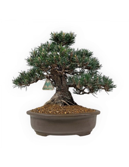 1 Arbolito de Pino negro japones (Pinus thunbergii) Arbolitos para crear bonsais o plantar en jardines elegantes