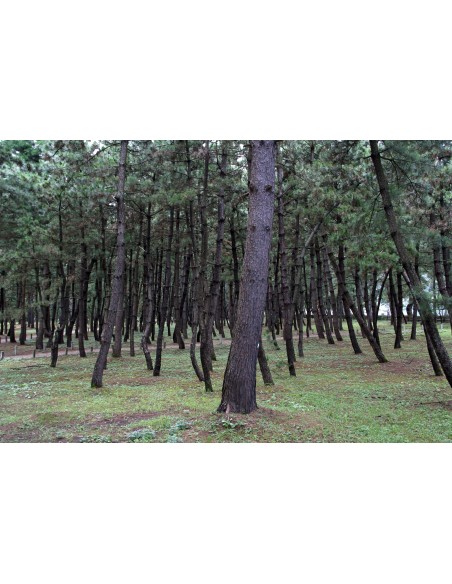 1 Arbolito de Pino negro japones (Pinus thunbergii) Arbolitos para crear bonsais o plantar en jardines elegantes