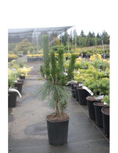 1 Arbolito de Pino negro japones (Pinus...