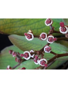 1 African Milk Tree or Tree...