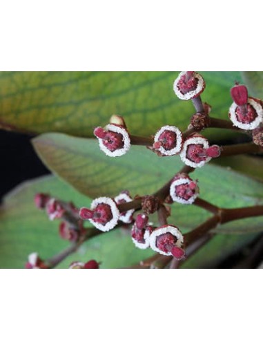 1 African Milk Tree or Tree of Life (Euphorbia umbellata) syn.Synadenium grantii hook Reales