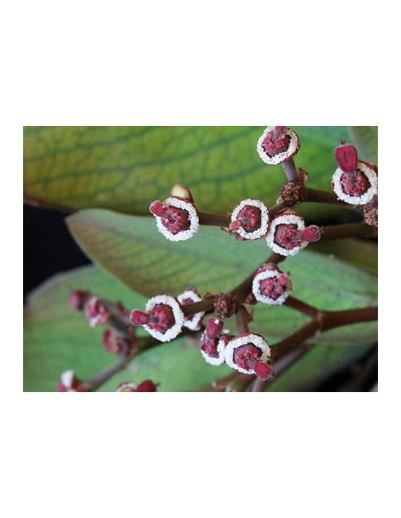 1 Arbolito de Lechero africano u Arbol de la vida (Euphorbia umbellata) syn.Synadenium grantii hook Reales