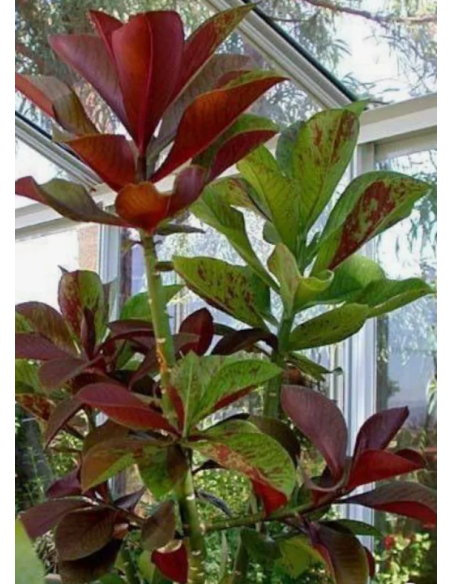 1 Arbolito de Lechero africano u Arbol de la vida (Euphorbia umbellata) syn.Synadenium grantii hook Reales