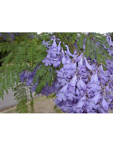 1 Arbol de Jacaranda (Jacaranda mimosifolia) o Tarco - Arbol de flores moradas increible, Vivero en linea Mexicano