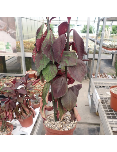 1 African Milk Tree or Tree of Life (Euphorbia...
