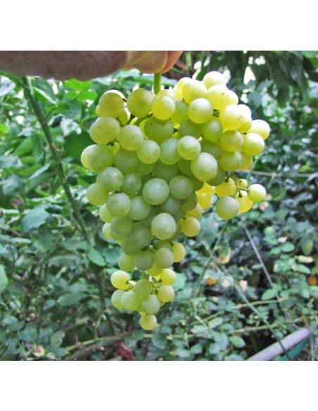 1 Grapevine ''Thompson'' Green Table Grape - Selected grape vines in Nursery, Buy online