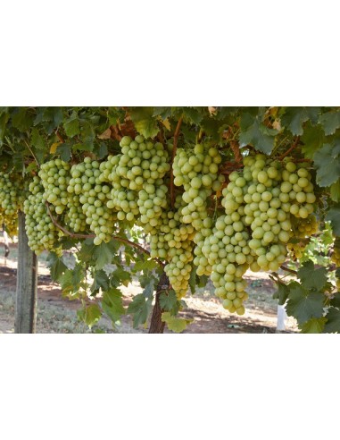 1 Parra de uva ''Thompson'' Uva verde de Mesa -...