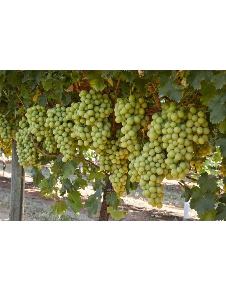 1 Grapevine ''Thompson'' Green Table Grape - Selected grape vines in Nursery, Buy online