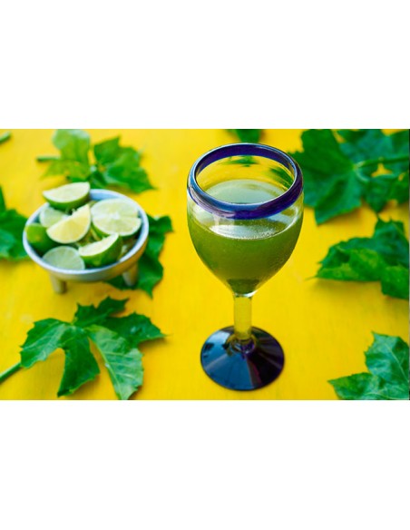 1 Chaya maya tree - The supermarket of the Mayas (Cnidoscolus aconitifolius) Edible plant