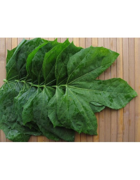 1 Chaya maya tree - The supermarket of the Mayas (Cnidoscolus aconitifolius) Edible plant