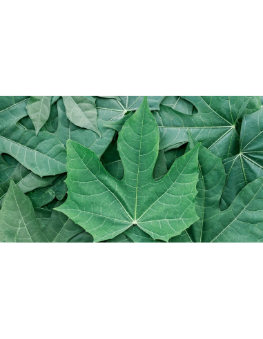 1 Chaya maya tree - The supermarket of the...