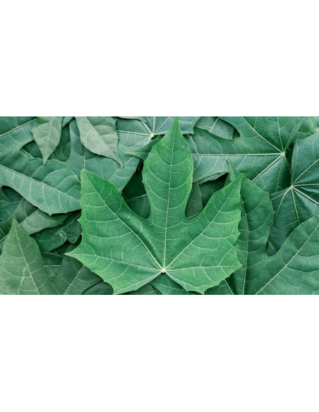 1 Chaya maya tree - The supermarket of the Mayas (Cnidoscolus aconitifolius) Edible plant