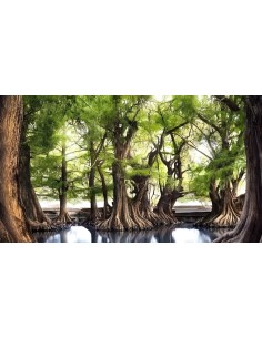 1 Mexican Ahuehuete tree...