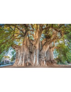 1 Mexican Ahuehuete tree... 2