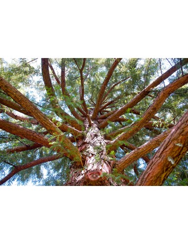1 Arbolito de Ahuehuete Mexicano (Taxodium...