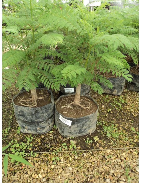 1 Blue Jacaranda tree or Fern tree (Jacaranda mimosifolia) Live plant