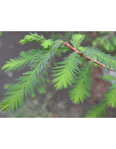 1 Arbolito de Ahuehuete Mexicano (Taxodium...