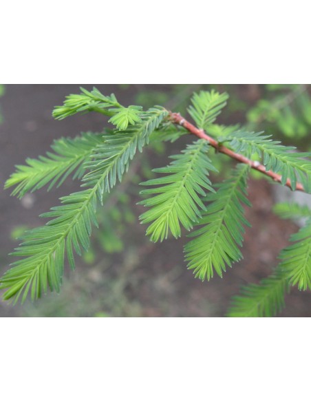 1 Arbolito de Ahuehuete Mexicano (Taxodium mucronatum) Sabino, arbol para reforestar zonas con sequia