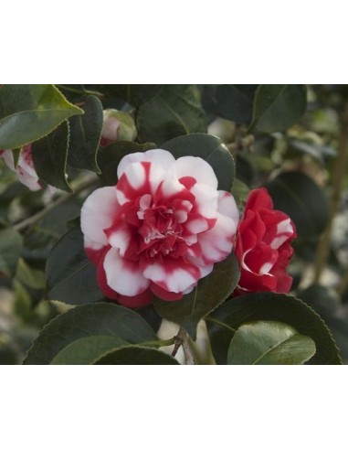 1 Dwarf Camellia tree (Camellia nana) colorful flowers / Exotics