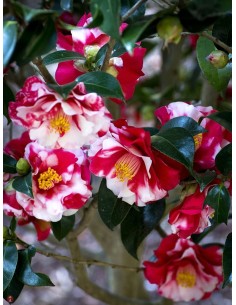 1 Arbolito de Camelia... 2