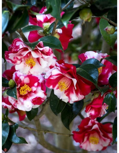 1 Arbolito de Camelia flores matizadas enano / (Camellia nana) Flores de colores / Exoticas