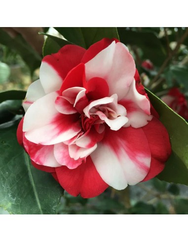 1 Dwarf Camellia tree (Camellia nana) colorful...