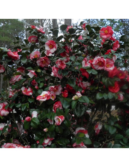 1 Arbolito de Camelia flores matizadas enano / (Camellia nana) Flores de colores / Exoticas