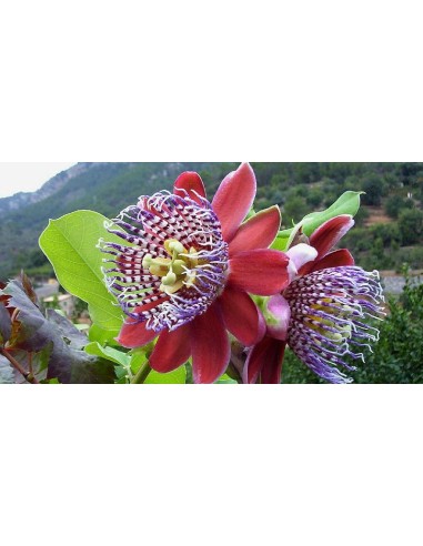 1 Red passionflower (Passiflora alata) climbing plant Scented flowering vine for rooftops and fences