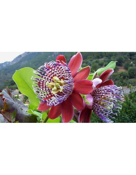 1 Red passionflower (Passiflora alata) climbing plant Scented flowering vine for rooftops and fences