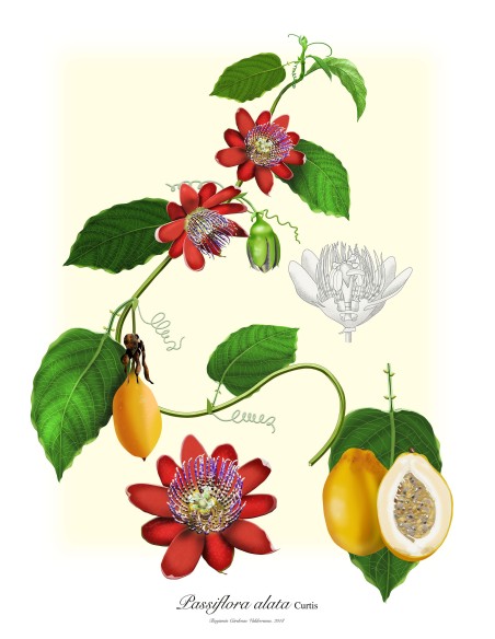1 Planta trepadora de Pasionaria roja (Passiflora alata) Enredadera de flores perfumadas para azoteas y cercas