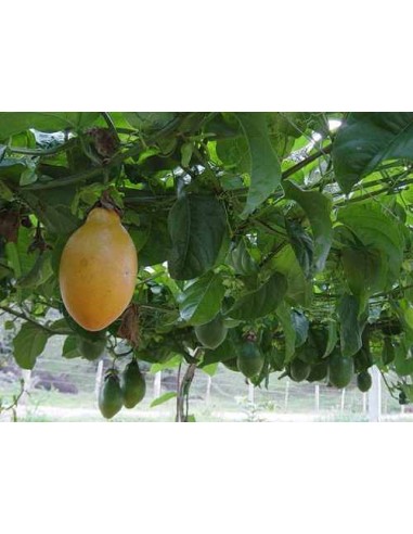 1 Red passionflower (Passiflora alata) climbing...