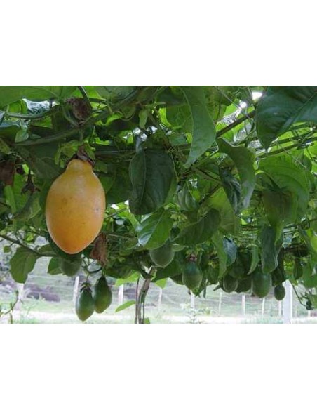 1 Red passionflower (Passiflora alata) climbing plant Scented flowering vine for rooftops and fences