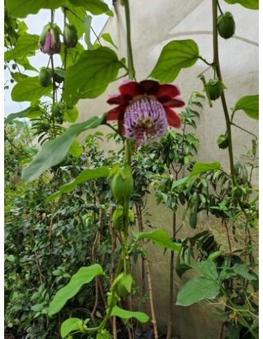 1 Red passionflower (Passiflora alata) climbing...