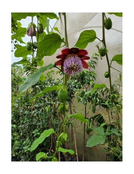 1 Red passionflower (Passiflora alata) climbing plant Scented flowering vine for rooftops and fences