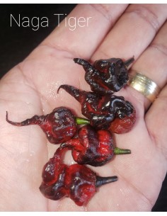Chile ''Naga tiger'' 12...